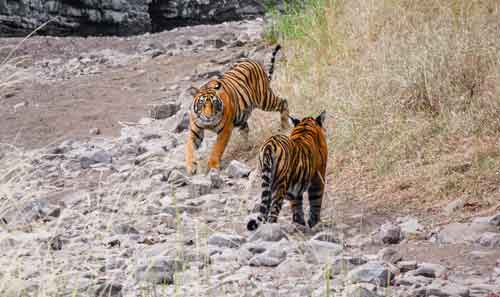 golden-triangle-tour-with-ranthambore